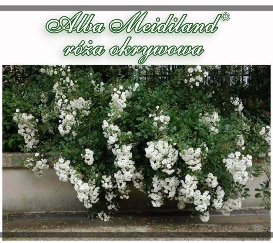 Alba Meidiland róże okrywowe